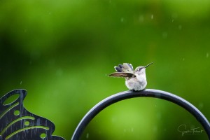 Colibri sous la pluie
